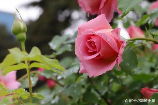 11月下旬，異性緣爆棚，重回桃花巔峰，4星座真愛就在路上