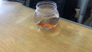 科學老師讓孩子帶魚來學校做實驗，爸爸連夜釣大鯽魚，老師無語了