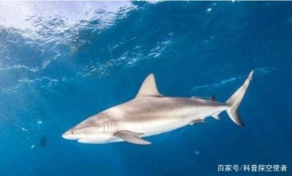 在地球活了4億年，如今生物學家告知人類：鯊魚已“功能性滅絕”