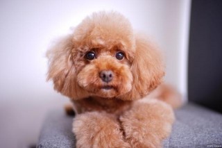 泰迪犬優點比缺點多，為什麼它卻成了最討人嫌的寵物犬？
