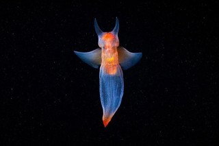 23張「活久未見」的海洋生物照，其中有「海天使」，美的太不真實