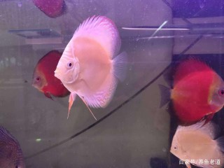 有了飼養孔雀魚、蘭壽金魚的飼養經驗，入坑七彩神仙魚怎麼樣？