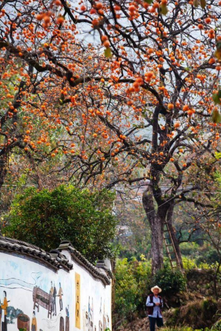 柿子樹下的鄉村振興夢：一棵樹的“網紅”傳奇_遊客_文化_Tree