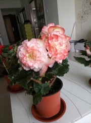 世界名花“球根海棠”，觀賞價值高，花期超半年，室