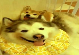 柴犬把阿拉當作“靠山”，每次犯錯都往它身上躲，誰