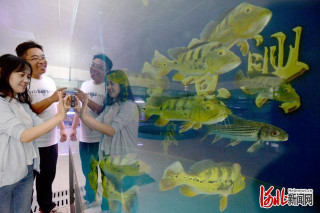 河北邯鄲：觀賞魚產業富農家