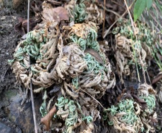 長在山坡峭壁上，曬幹後見水就活，常被人挖來當盆栽