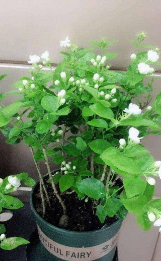 茉莉花如何養護？不能太嬌慣，粗放一點養，花色純白，花香四溢