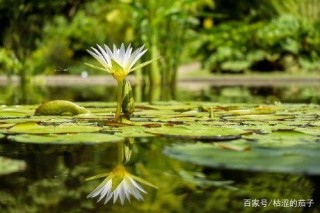 未來兩周，雲開霧散，舊愛回首，三大星座冰釋前嫌，此生不離不棄