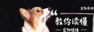 貓咪愛叼東西回家，鏟屎官深入了解，原因居然這麼奇葩