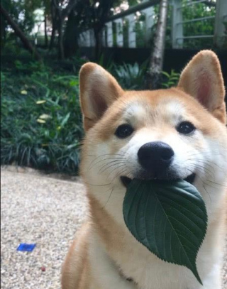 鏟屎官生日收禮物很開心, 柴犬見了馬上出門叼來這個給她, 鏟屎官哭笑不得