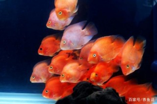 鸚鵡魚觀賞魚為什麼紮堆？對魚缸這一系列操作能緩解，親測有效