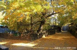 玩生活，雲遊騰沖江東銀杏村