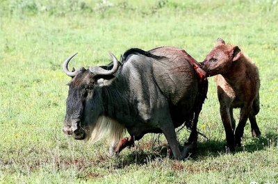 齷齪的動物們：為了自保和獵食，看似弱不禁風的動物能使出什麼招