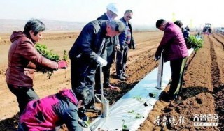 不光出省還要出圈！山東茶提檔升級打品牌，新茶商有新玩法