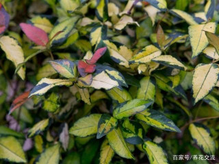黃金絡石、花葉絡石和竹葉絡石各有各的美，葉色斑斕的盆栽植物
