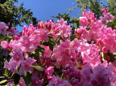 春天陽台養幾種開花植物，輕松開出小花園，一年到頭花開不斷