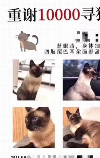 萬元尋貓未兌現女子道歉，懸賞啟事上的獎勵應當支付嗎？