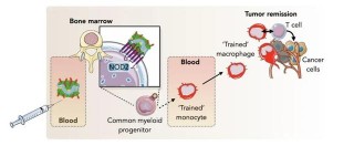 Cell：基於納米生物學的新型癌症免疫療法或有望徹底根治癌症