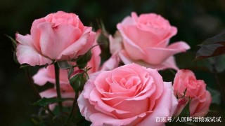 未來5天，舊愛蜜語，內心悸動，3星座擺明心意，與前任破鏡重圓！