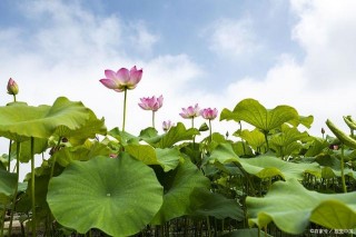 12星座之處女座對待愛情態度：對愛毫無保留，卻總遍體鱗傷