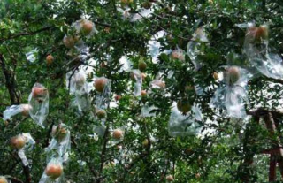 考古：地宮下水銀成河、陵園上石榴火紅，秦始皇的石榴還能吃嗎？_含量_ng_大海