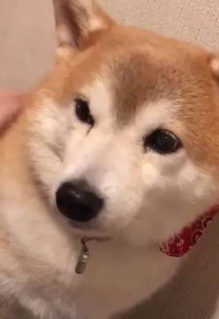 柴犬害怕打雷，每當打雷的時候它就要主人摸它，好可愛