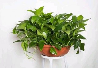 養花最忌“一日看三回，每回澆次水”，正確澆水才能花開爆盆