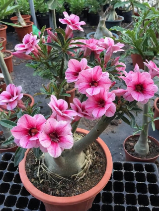 夏天養沙漠玫瑰，4件事要避開，枝乾粗壯花開不斷，越養越美觀