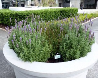 幾種好養、好聞又能驅趕害蟲的觀賞盆栽