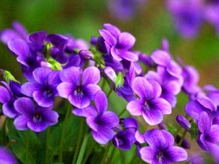 和它同科的植物，很多成了網紅花卉，它卻默默無聞，獨自綻放美麗