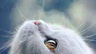 我也沒做什麼，怎麼貓咪天天淚流，還紅了眼？