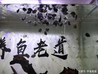給新魚友們提供一個思路，或許下列這些觀賞魚，反而
