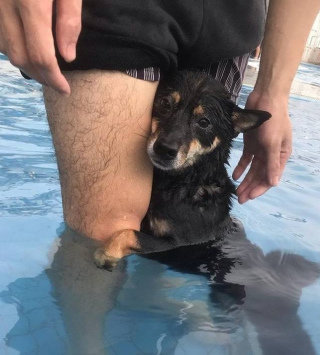 黑色柴犬遊泳池怕水緊緊抱住主人大腿 表情浮誇成網