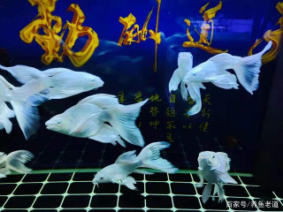 經常給觀賞魚停食和每天大量投喂，對於觀賞魚來說，都不是好事