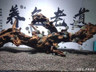 大多數小魚苗的死亡，未必是水質水溫問題，可能是餓死的