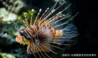 飼養觀賞魚先要學會“斷舍離”