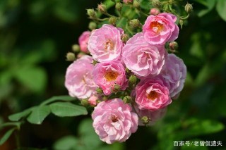 舊愛懵懂歸來癡情依舊，情緣難忍相思的四星座，握緊手中真愛！