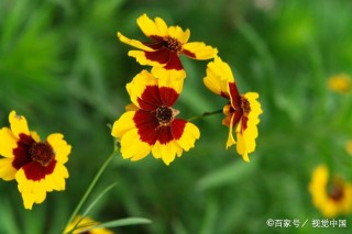 最有格局的3星座，目光長遠，成熟穩重，必定能成大將之才