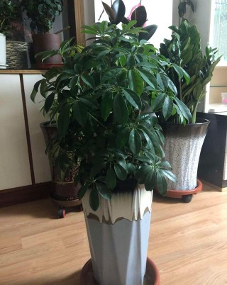 這3種花是吸甲醛高手，再貴也得養一盆，家裏人都健康！