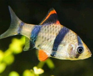亂拳打死假師傅！聊一聊觀賞魚常用藥物的替代方案