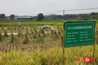 石門縣農業農村局：早稻精准施肥，科學試驗“探路”