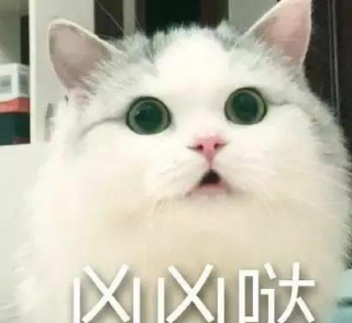 養了一只宇宙最凶的喵星人什麼體驗