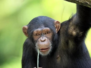 五名女性為科學付出，願與黑猩猩雜交，這個實驗結果如何？