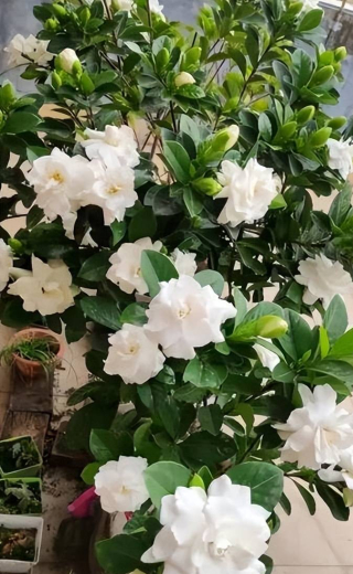 這些花夏天愛“口渴”，一天給它一瓢水，葉片油綠花