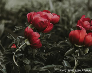 7月，桃花盛放，情意不退，3星座再度相守，餘生幸福