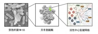 Nature子報刊發布：計算對於微生物的合成體系生物學奠定基礎