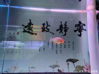 飼養觀賞魚，到底有沒有可以免換水的魚缸？