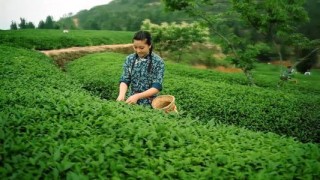 花非花，茶非茶！式的茶文化，說不盡也道不完