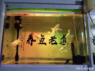 終於查清楚蝴蝶鯉痘瘡的原因，與很多因素有關，未必
